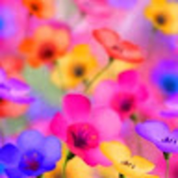 rachel_fredman